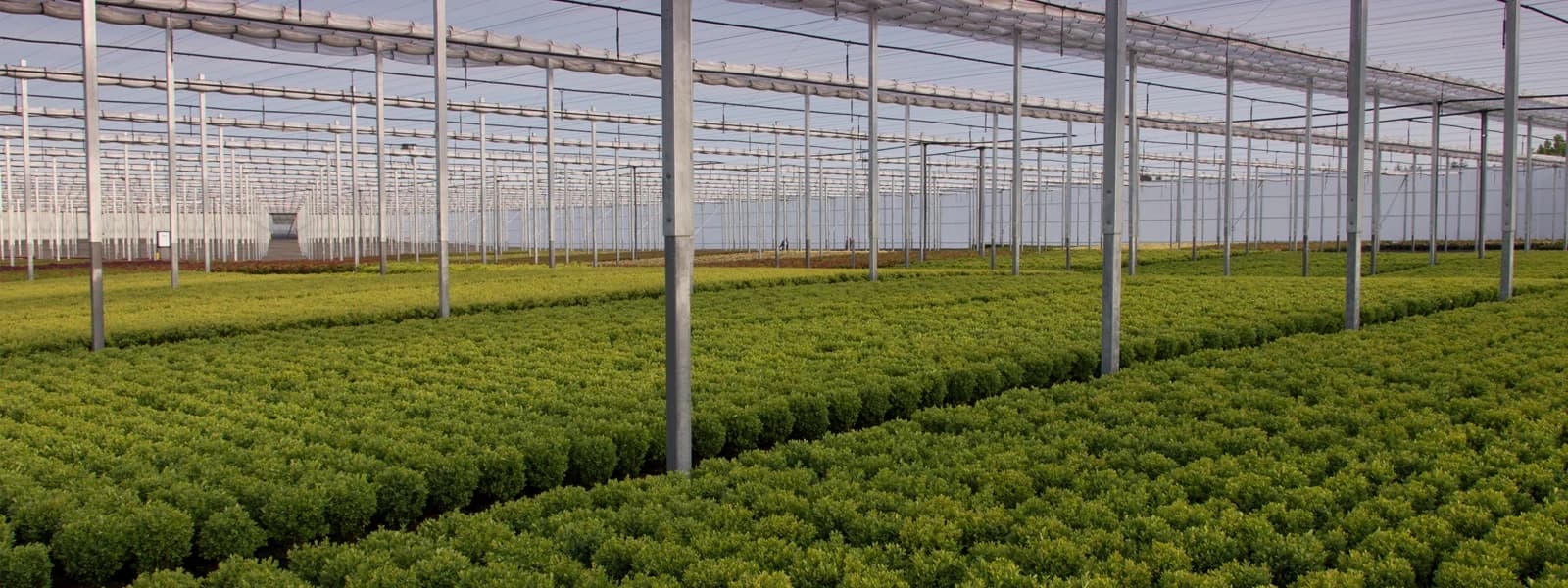 Alreyadah Irrigation
